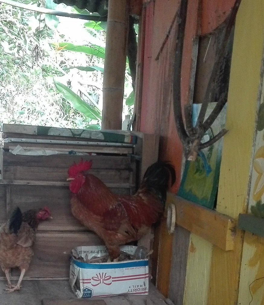RoosterHen.jpg