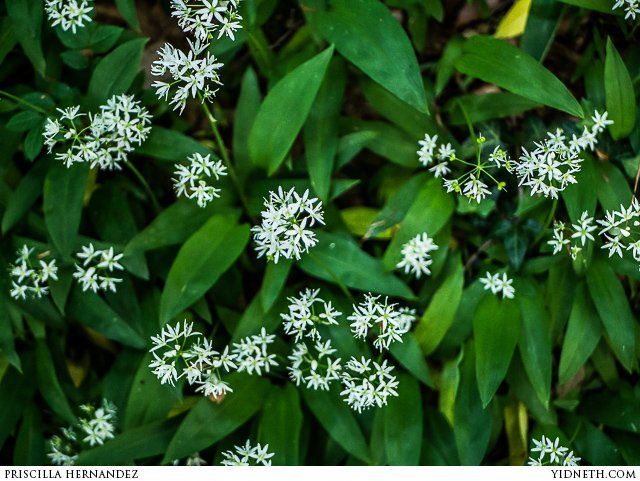 wild garlic - by priscilla Hernandez (yidneth.com).jpg