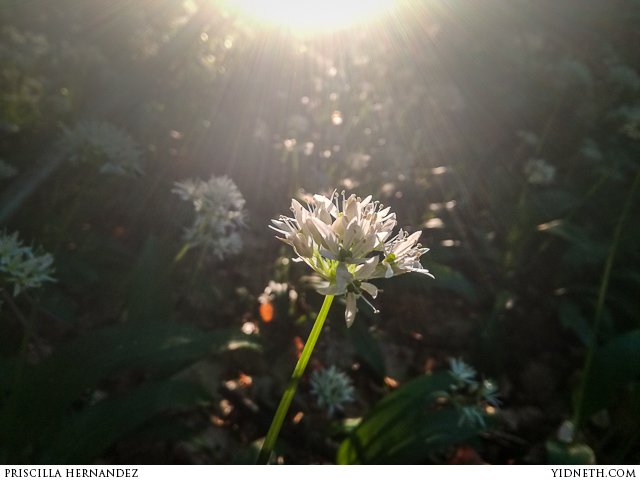 allium ursinum - by Priscilla Hernandez (yidneth.com).jpg