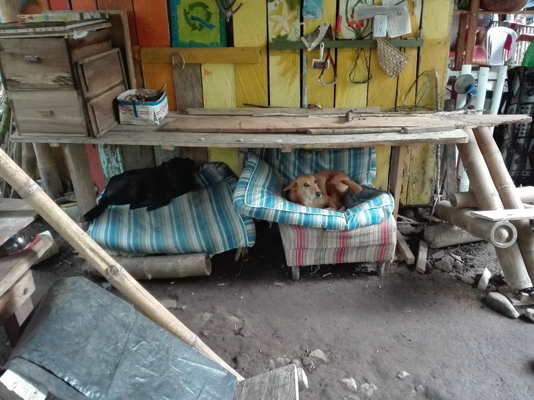 Dogs.jpg
