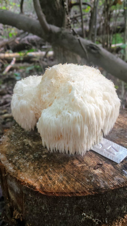 Our Favorite Mushroom Lion S Mane With Wild Harvest Video Eliana S Garden Llc