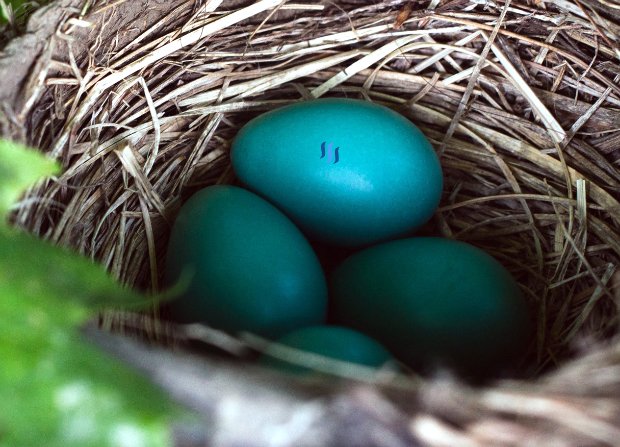 ian-baldwin-blue_easter_eggs_steemit-cryptogee_R.jpg