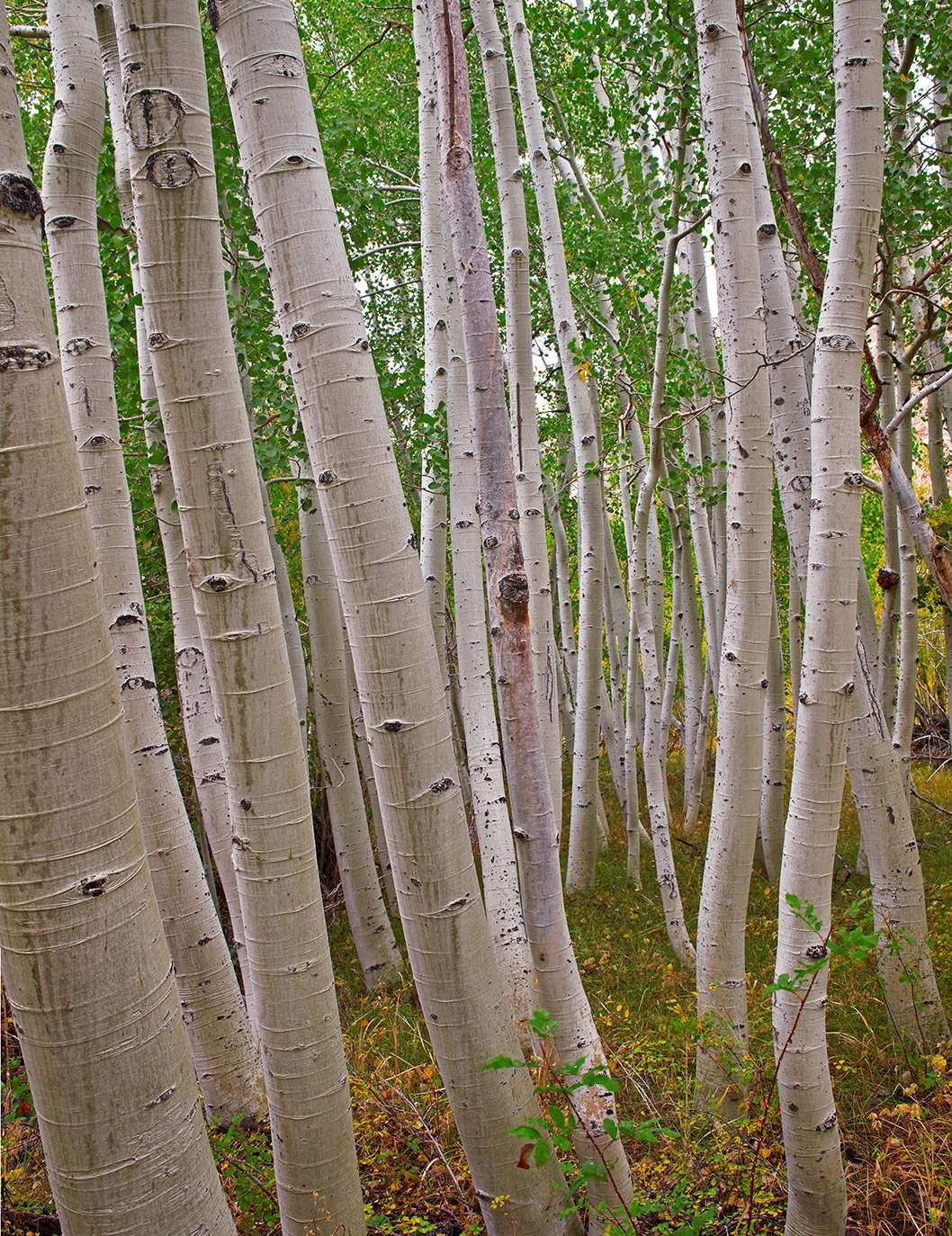 Aspens