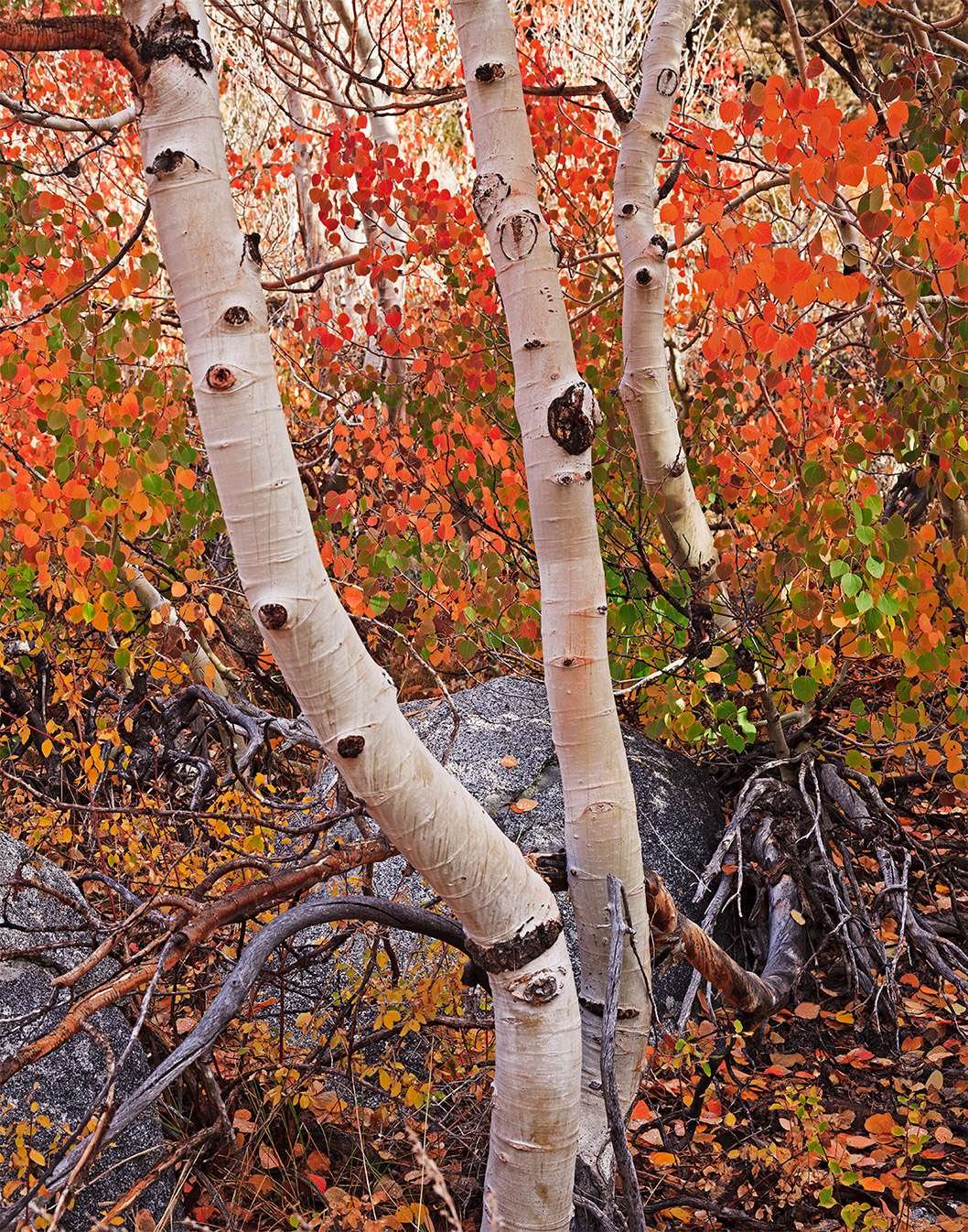 Fall Canopy