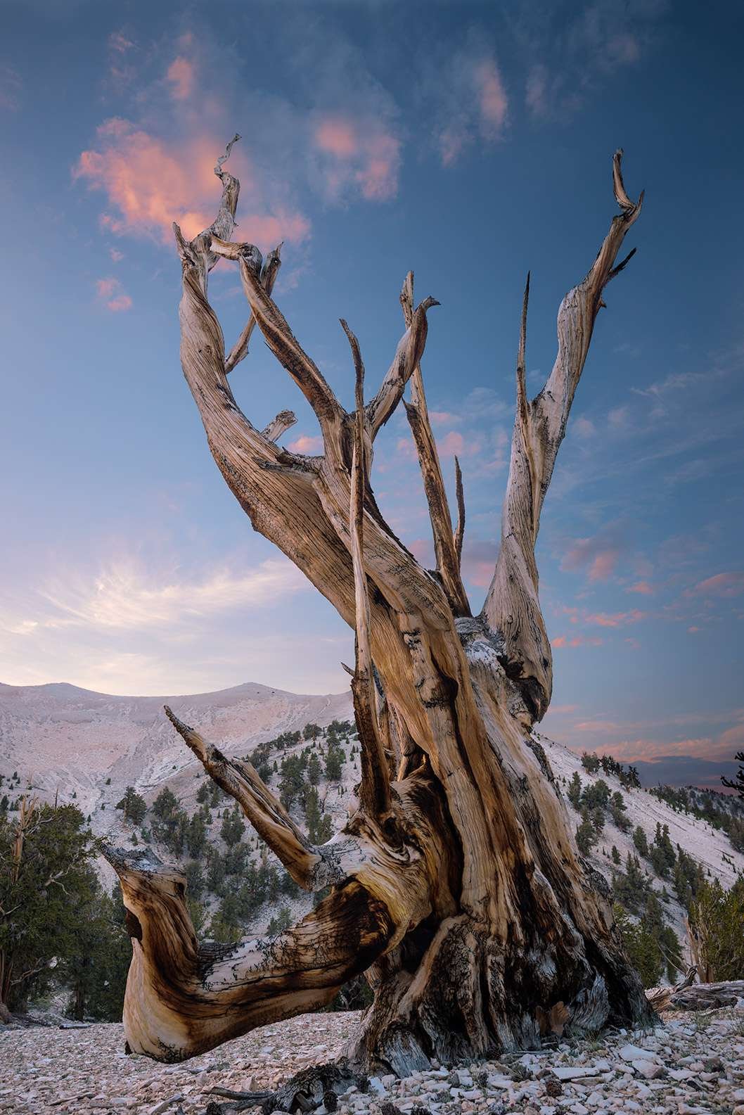 Gnarled Bristlecone Sunset