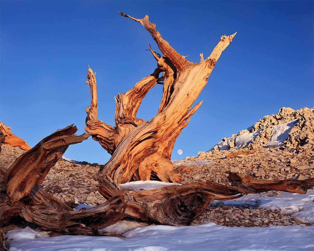 Bristlecone and Last Rays