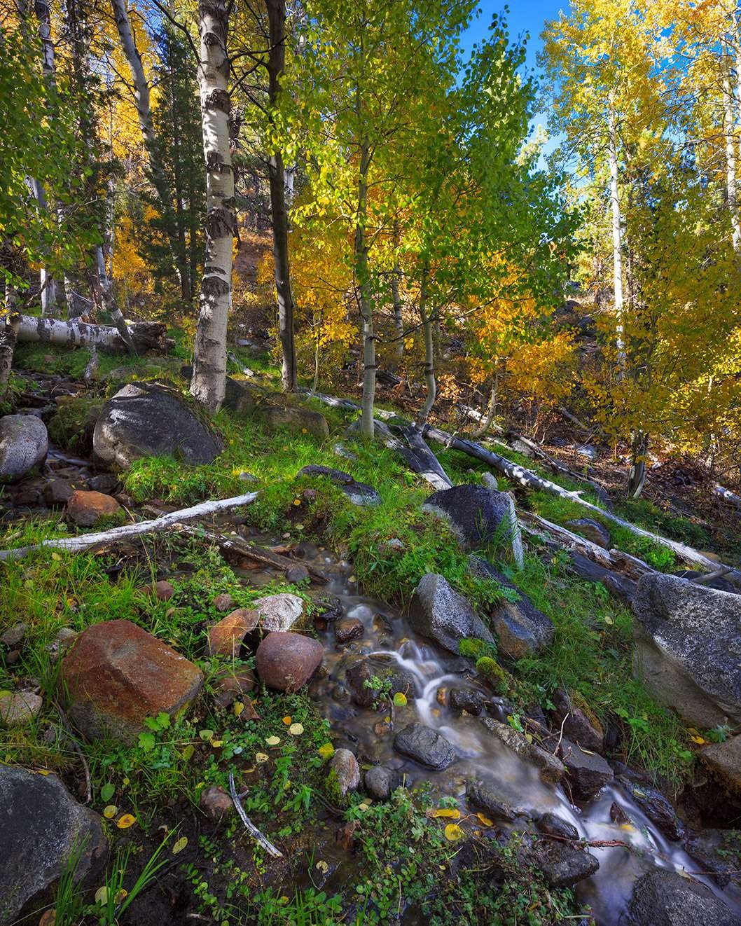 The Hope Valley area is full of colorful aspens during the fall season.