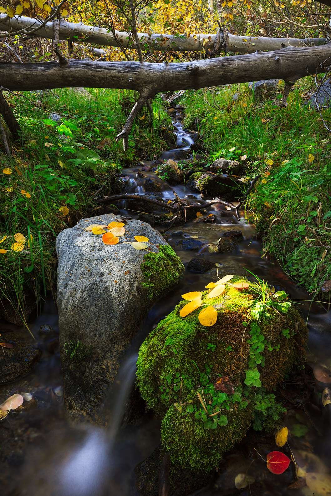 Autumn Creek
