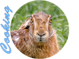 cooking-hase.png