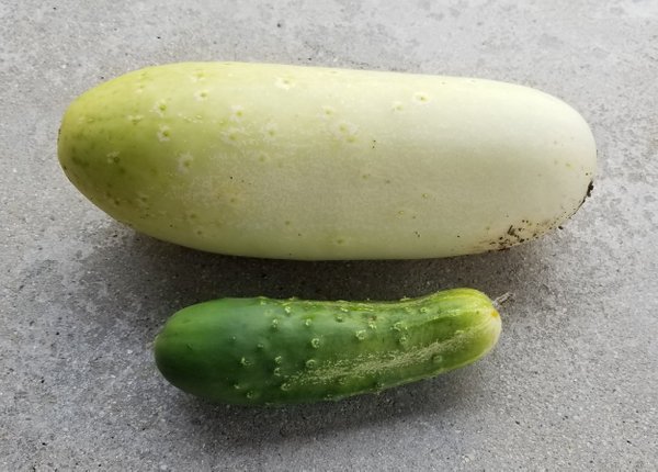 20180814_195031.jpg
