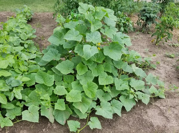 Cucumber Vine