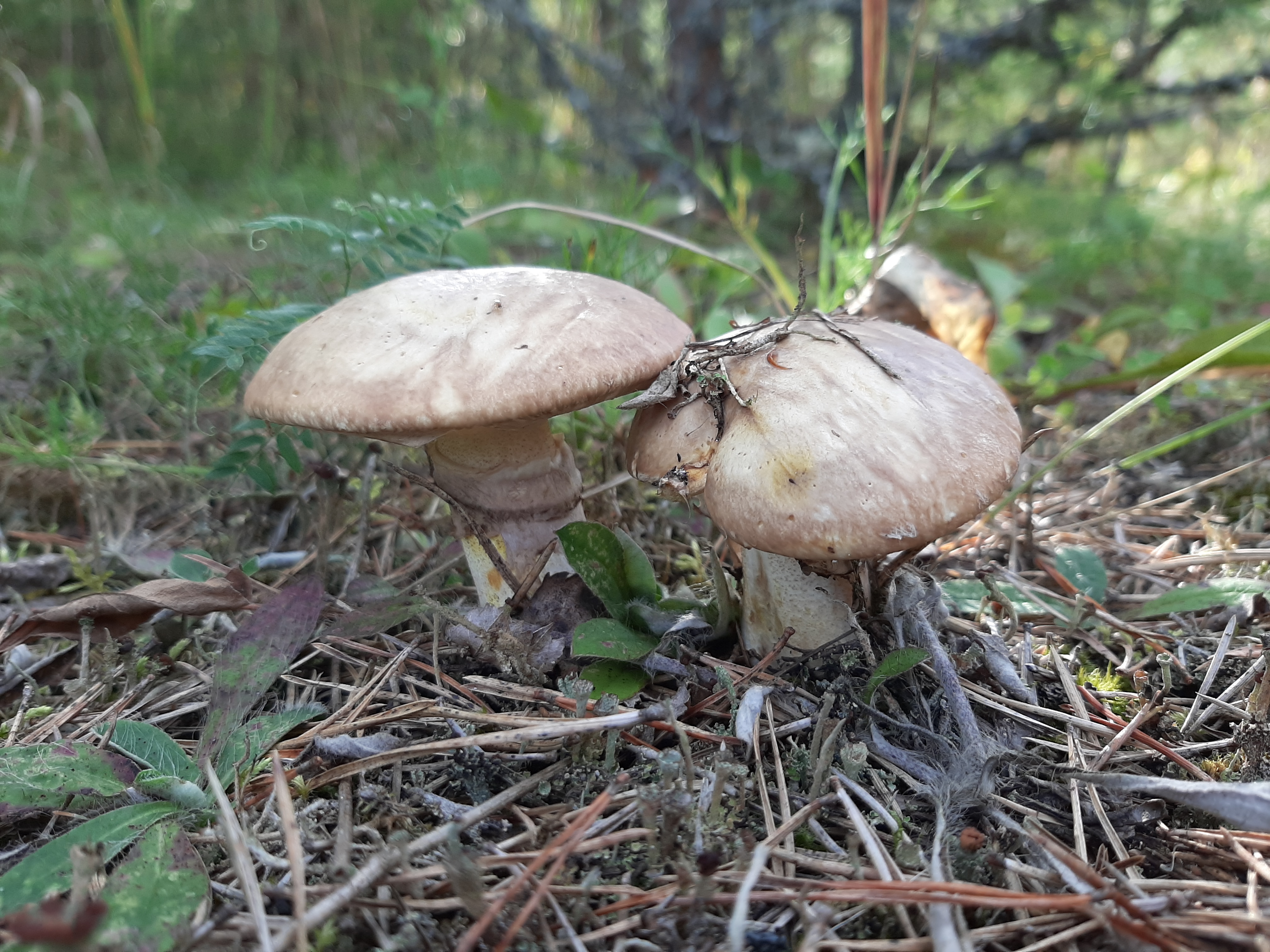 20260828_174450.jpg