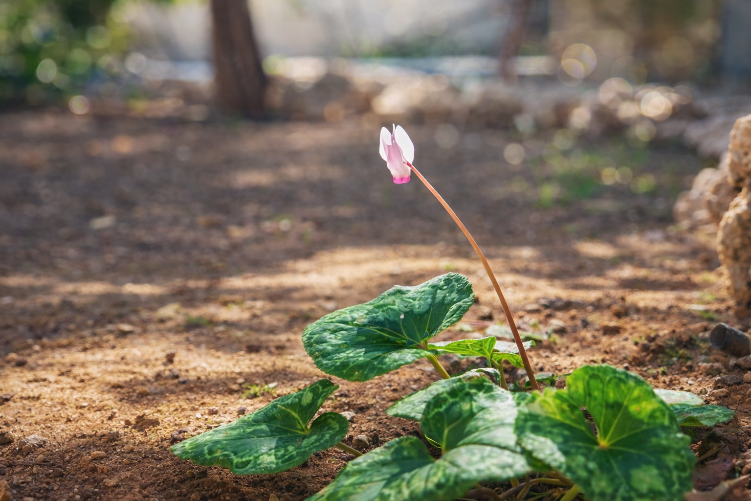 Cyclamen