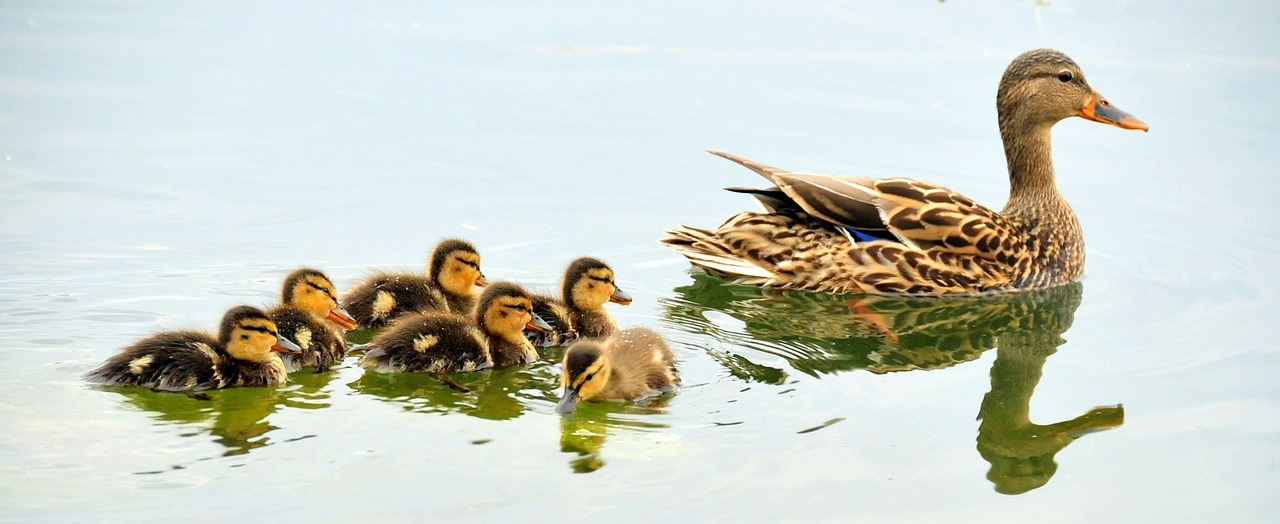 mallard-ducks-934518_1280.jpg