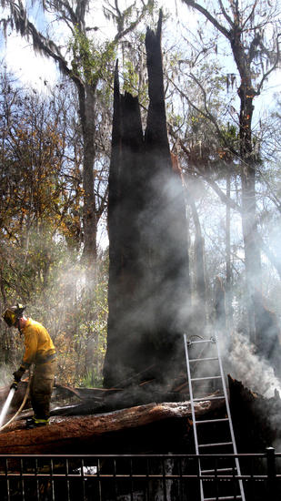 senator tree burning.jpg