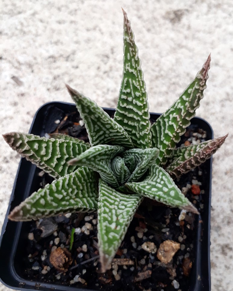 H. limifolia striata2.jpg