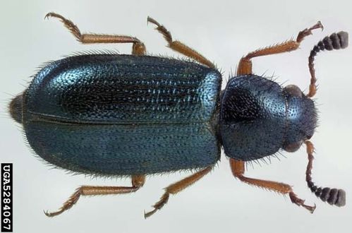 Necrobia_rufipes.jpg