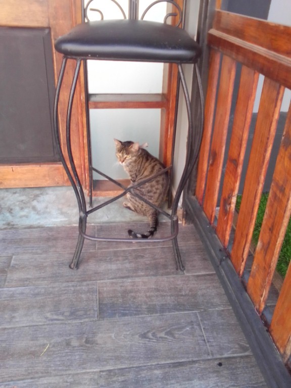 gato190423.jpg