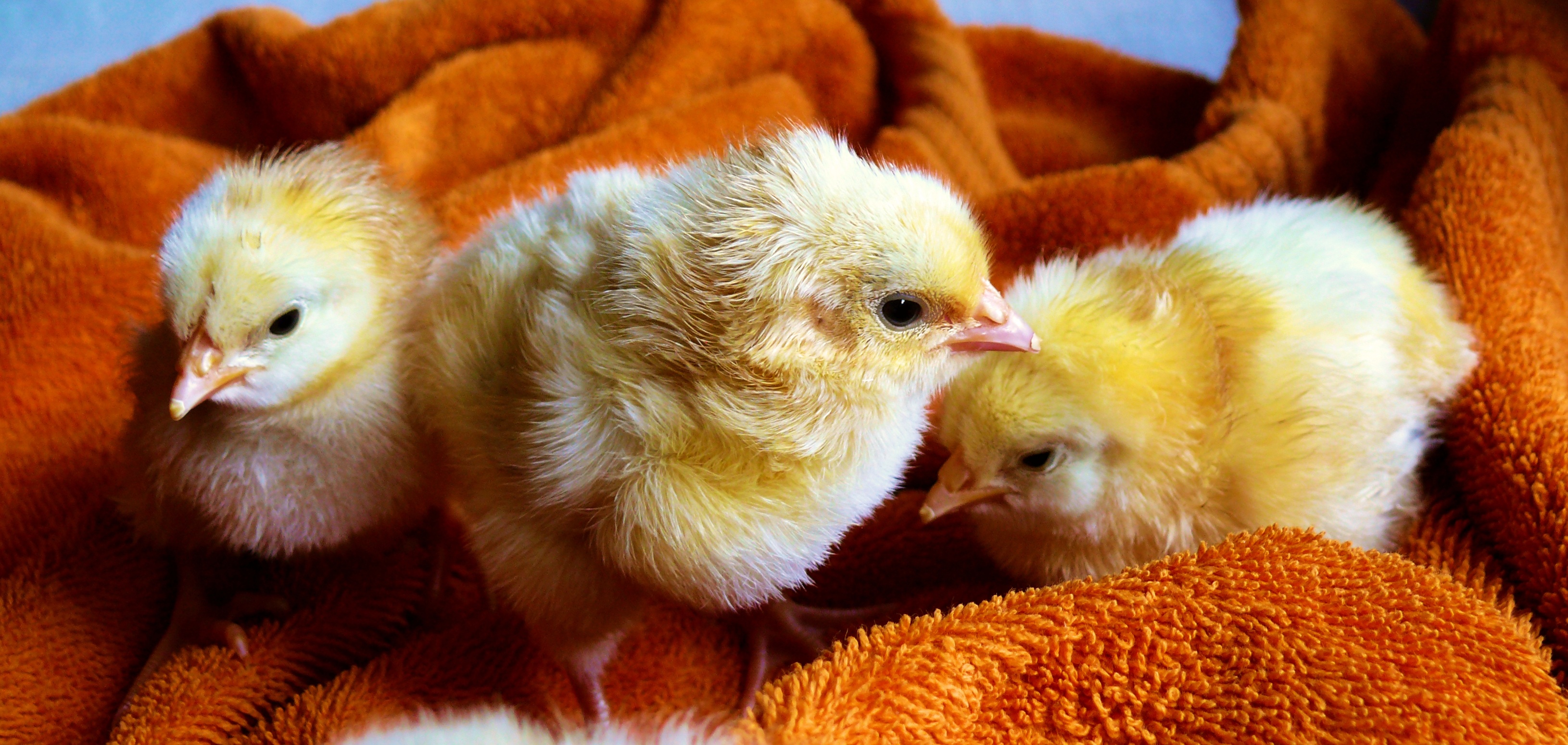 chicks-573377.jpg