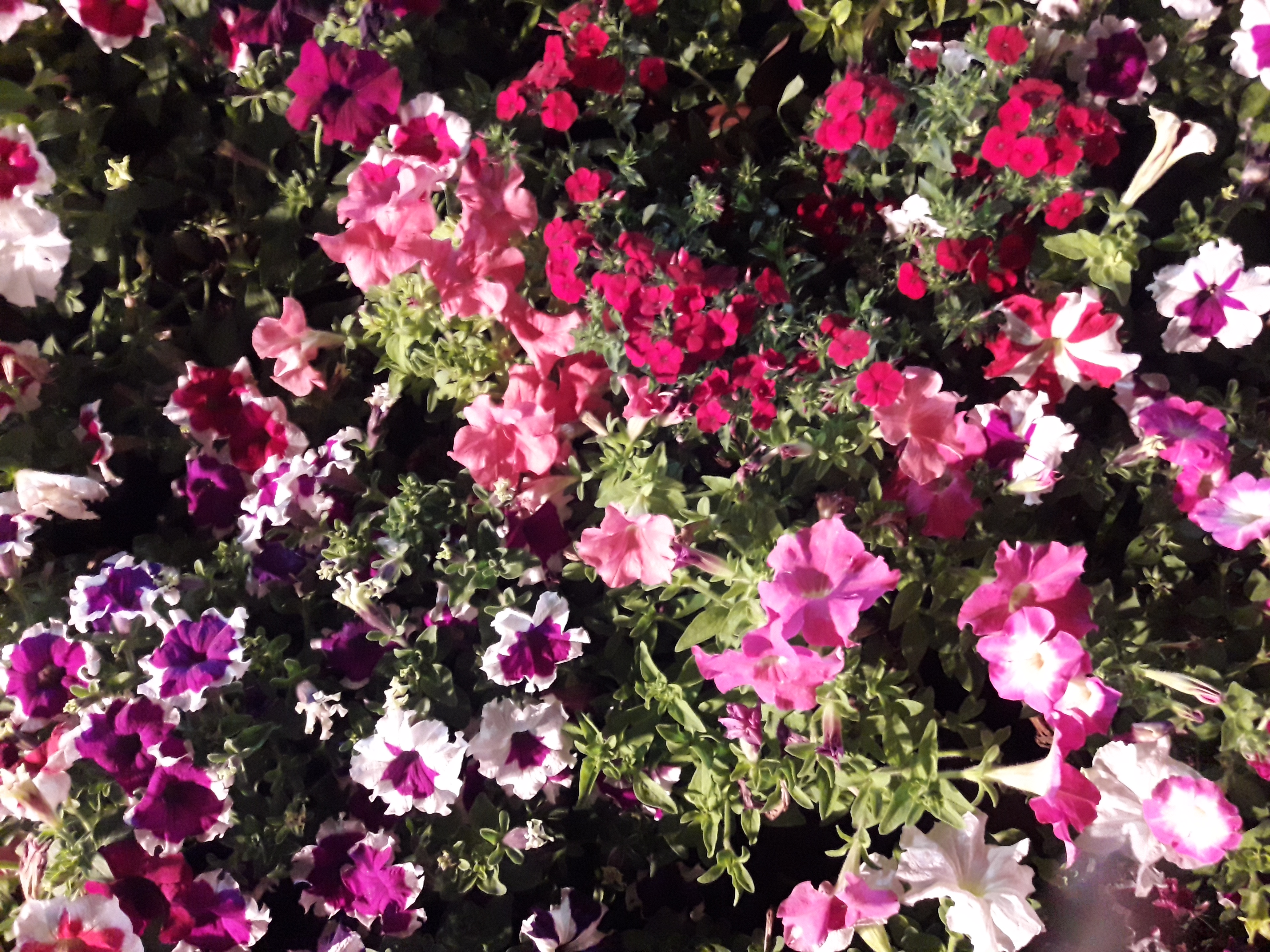 20180401_223436.jpg