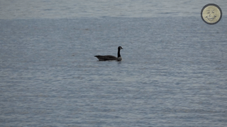 GooseWater.gif