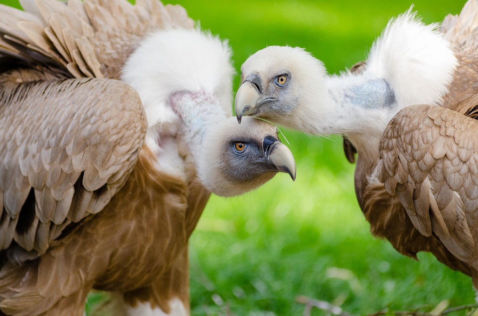 vultures-1851644_960_720.jpg