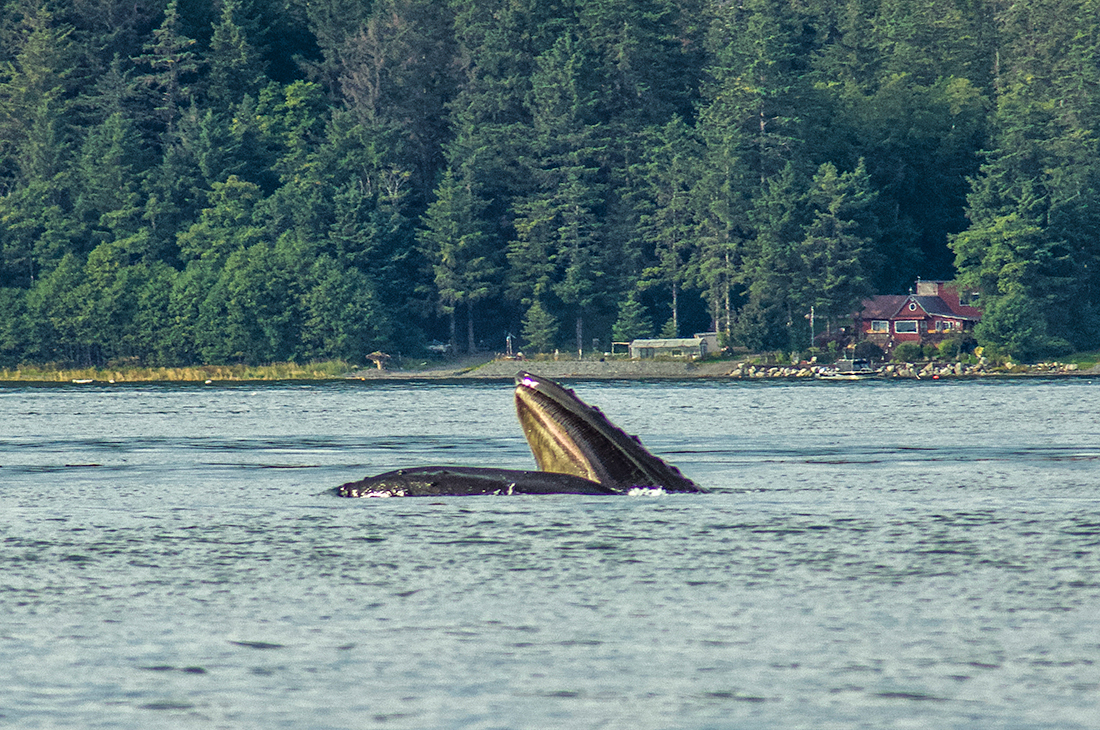 WhaleMouth00b.jpg