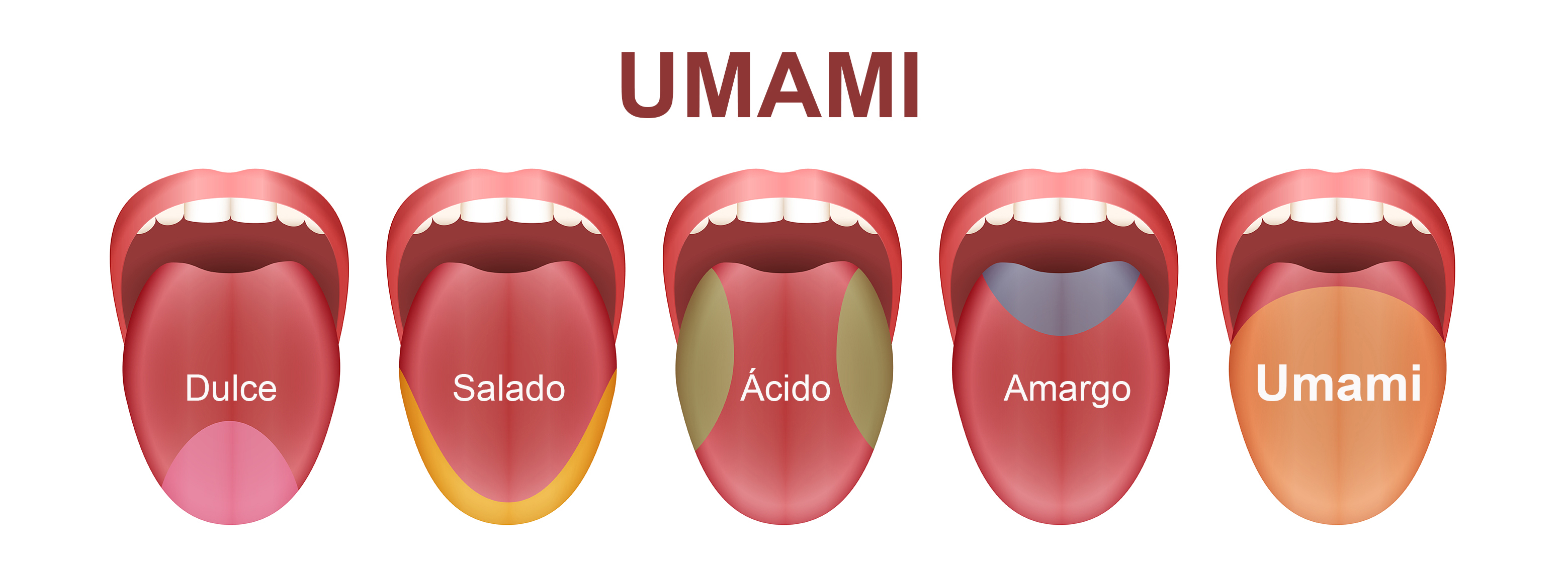 Запах умами. Umami. Taste tasting. Tongue areas of taste.