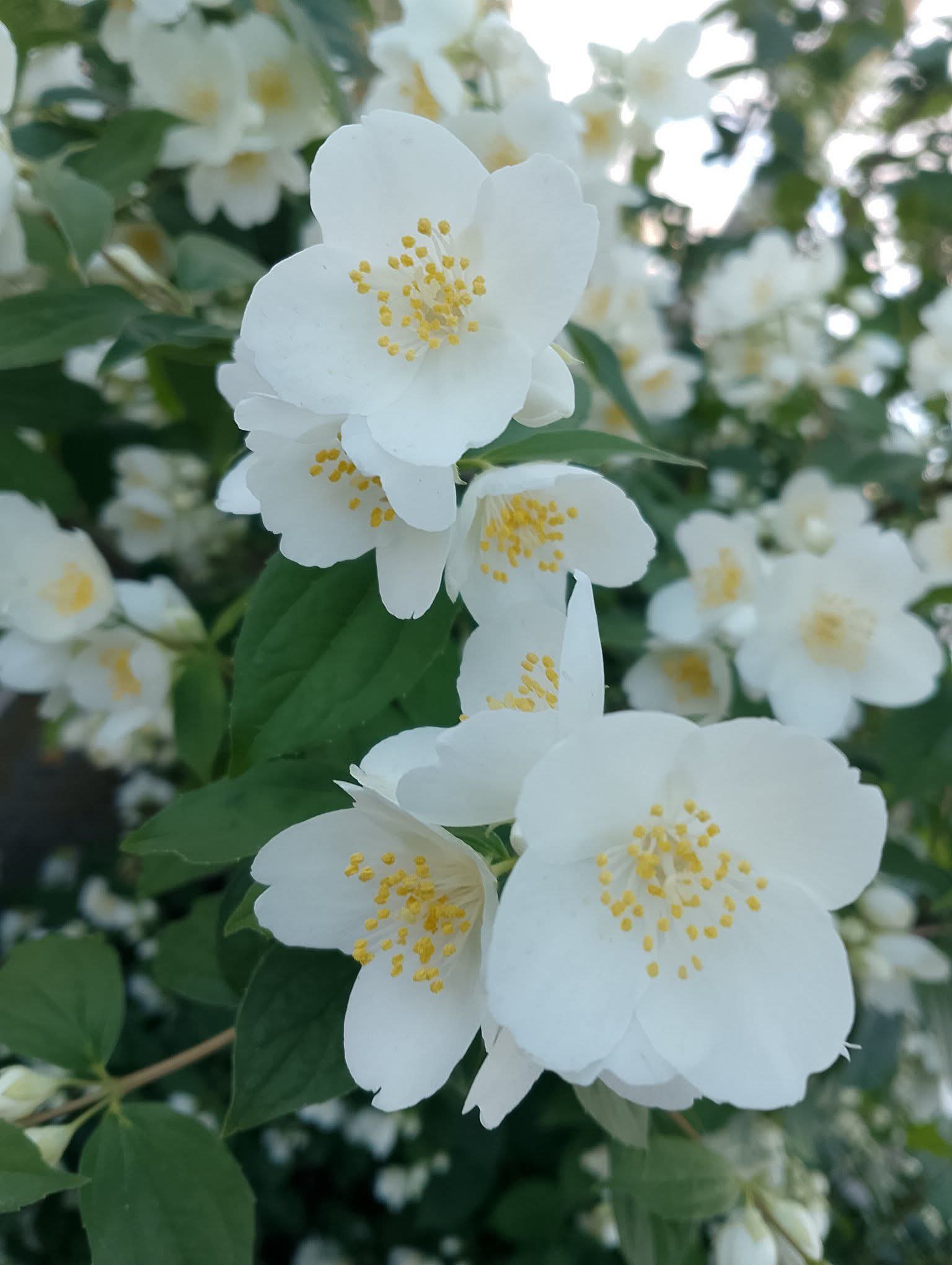 FB_IMG_1780479859730.jpg