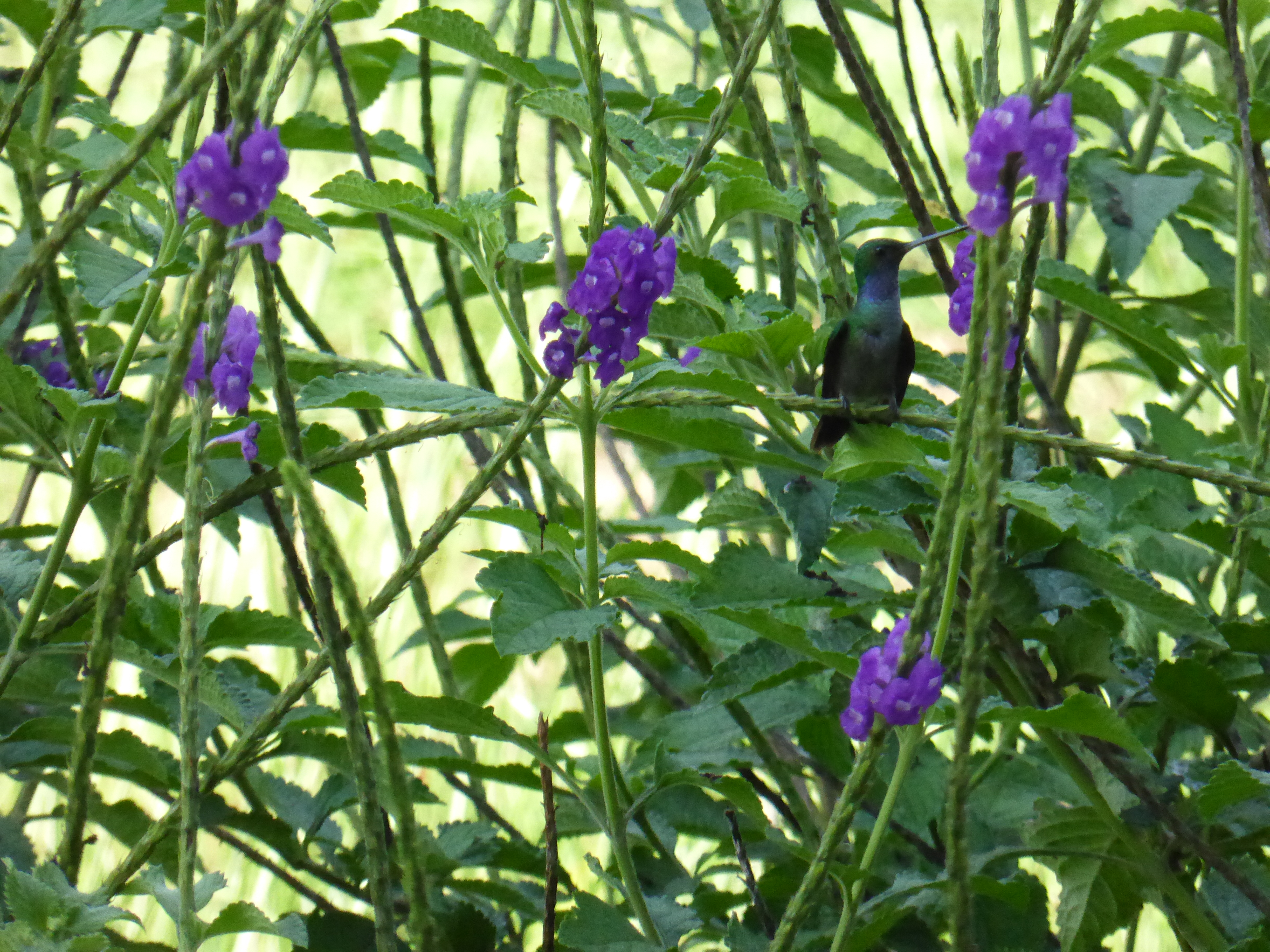 P1360001.JPG