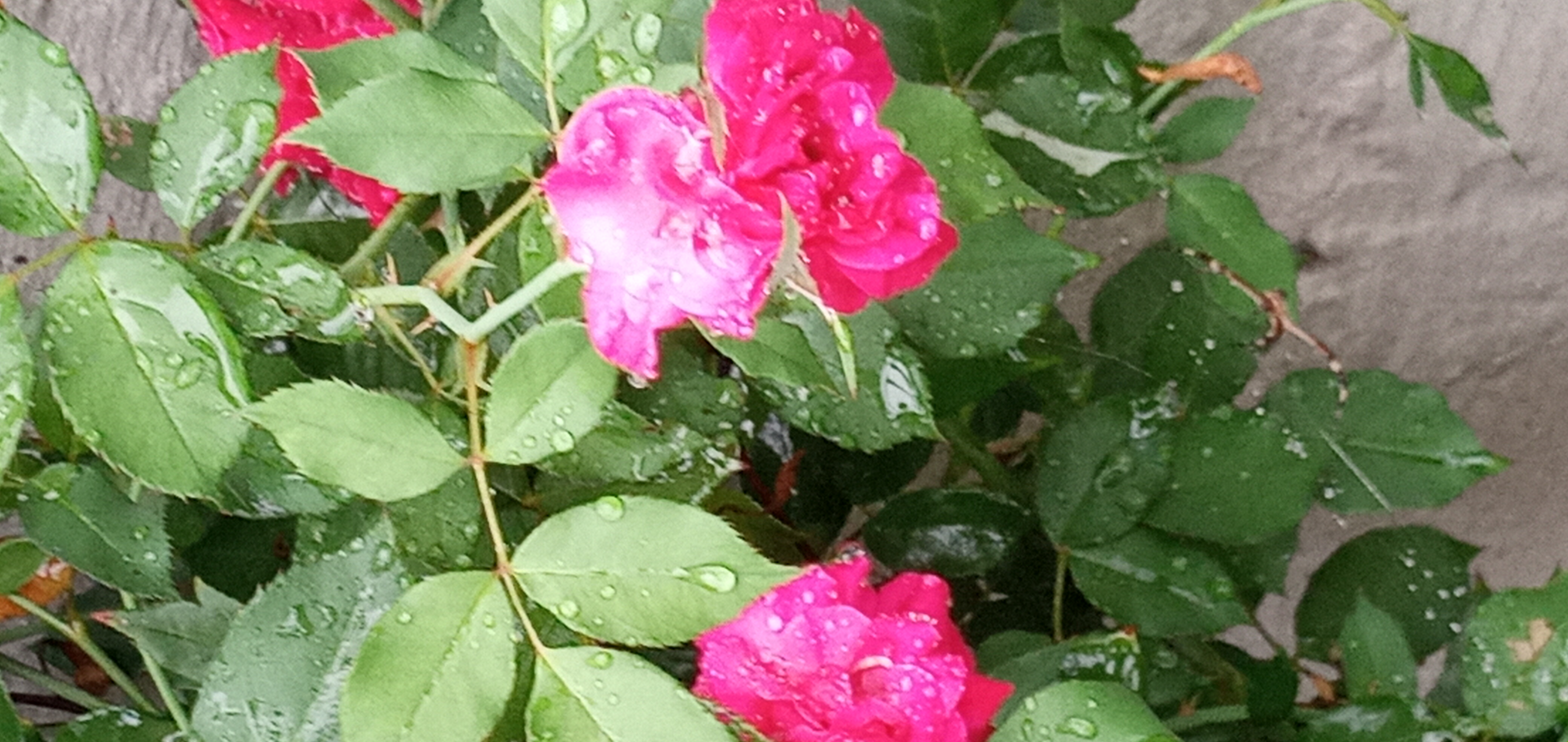 20210919_171405.jpg