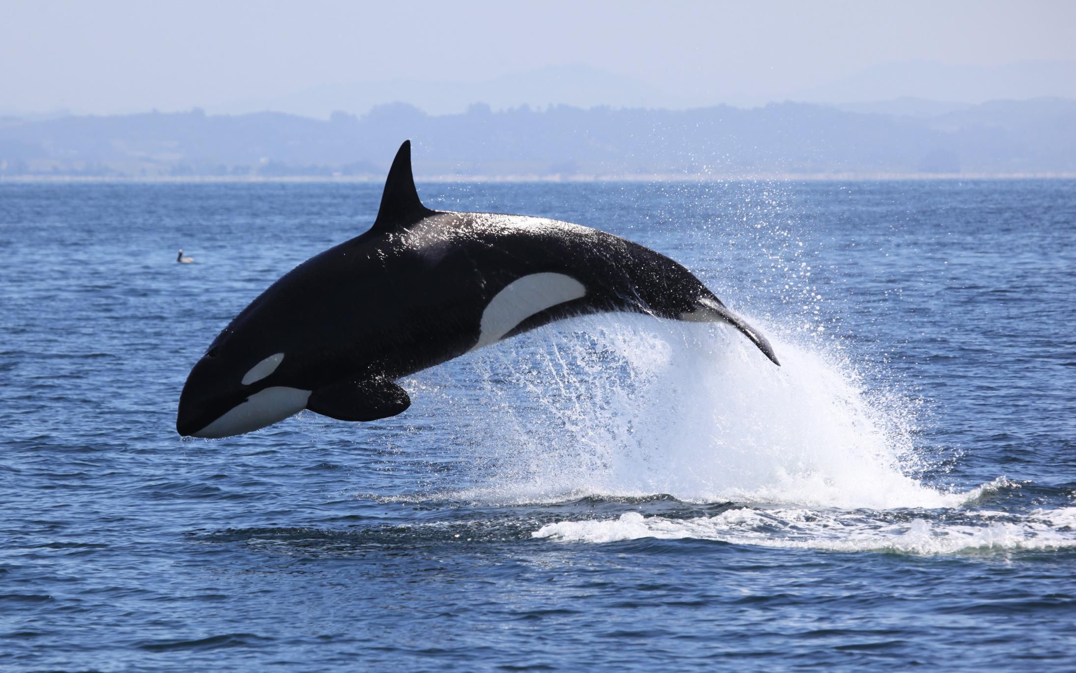 killer-whale.jpg