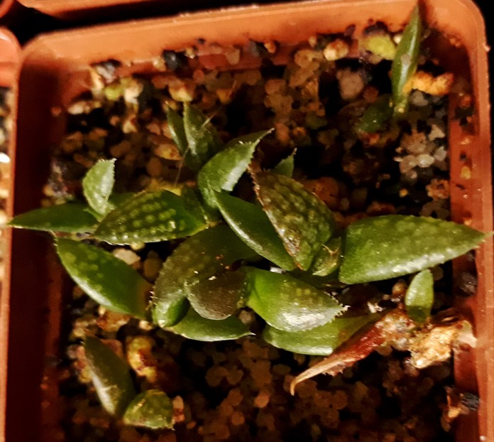 pp-splendens.jpg