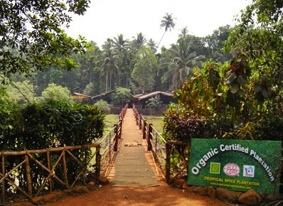Tropical-Spice-Plantation1.JPG