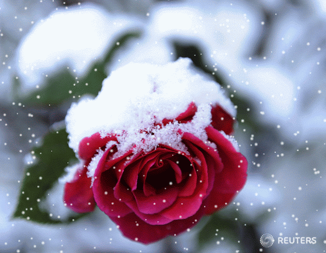 Frozen rose — Steemit