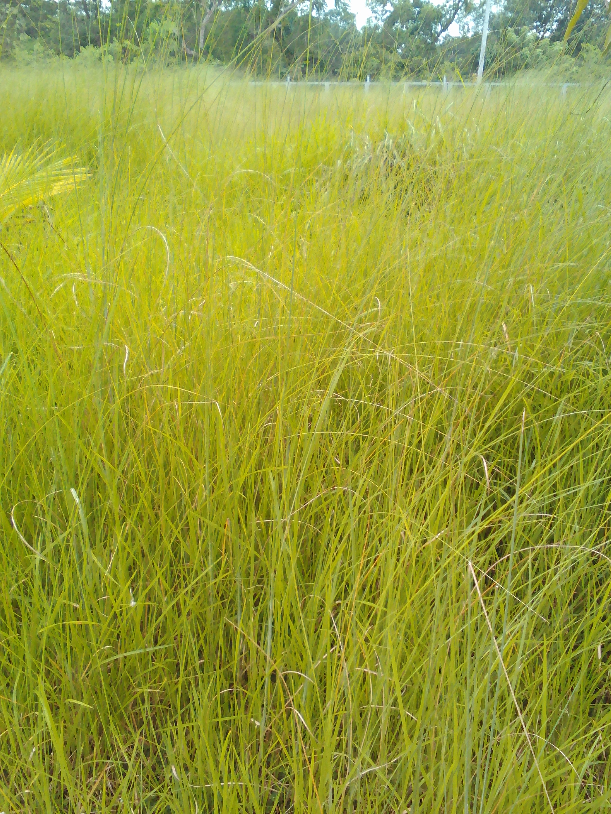 Lenovo_A1000_IMG_20180710_133215.jpg