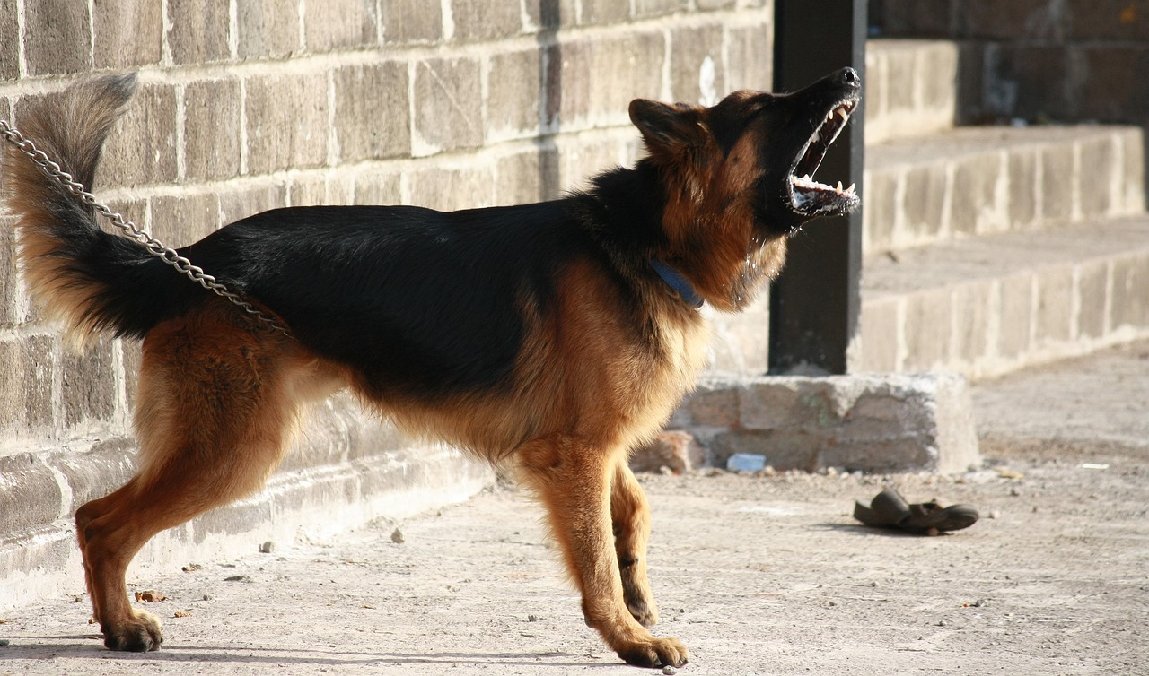 german-shepherd-166972_1280.jpg