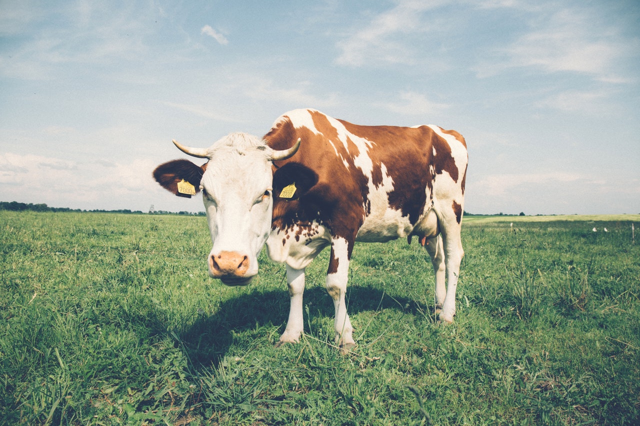 white-brown-cow-234791.jpg