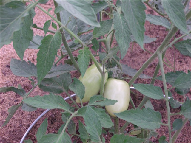 GEDC0012.jpg