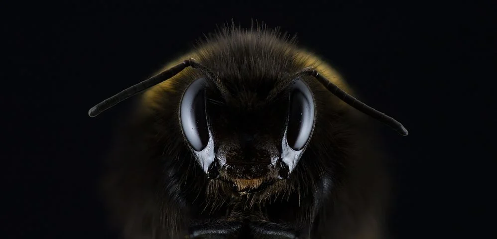 hummel-1353423__480.webp