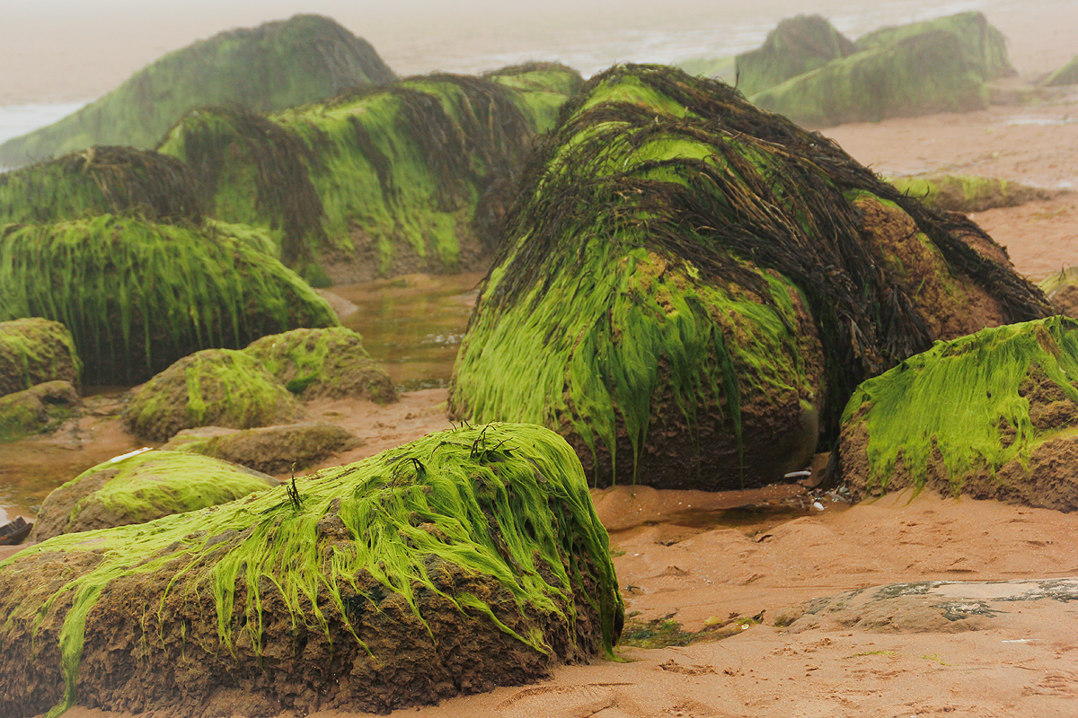dornoch1.png