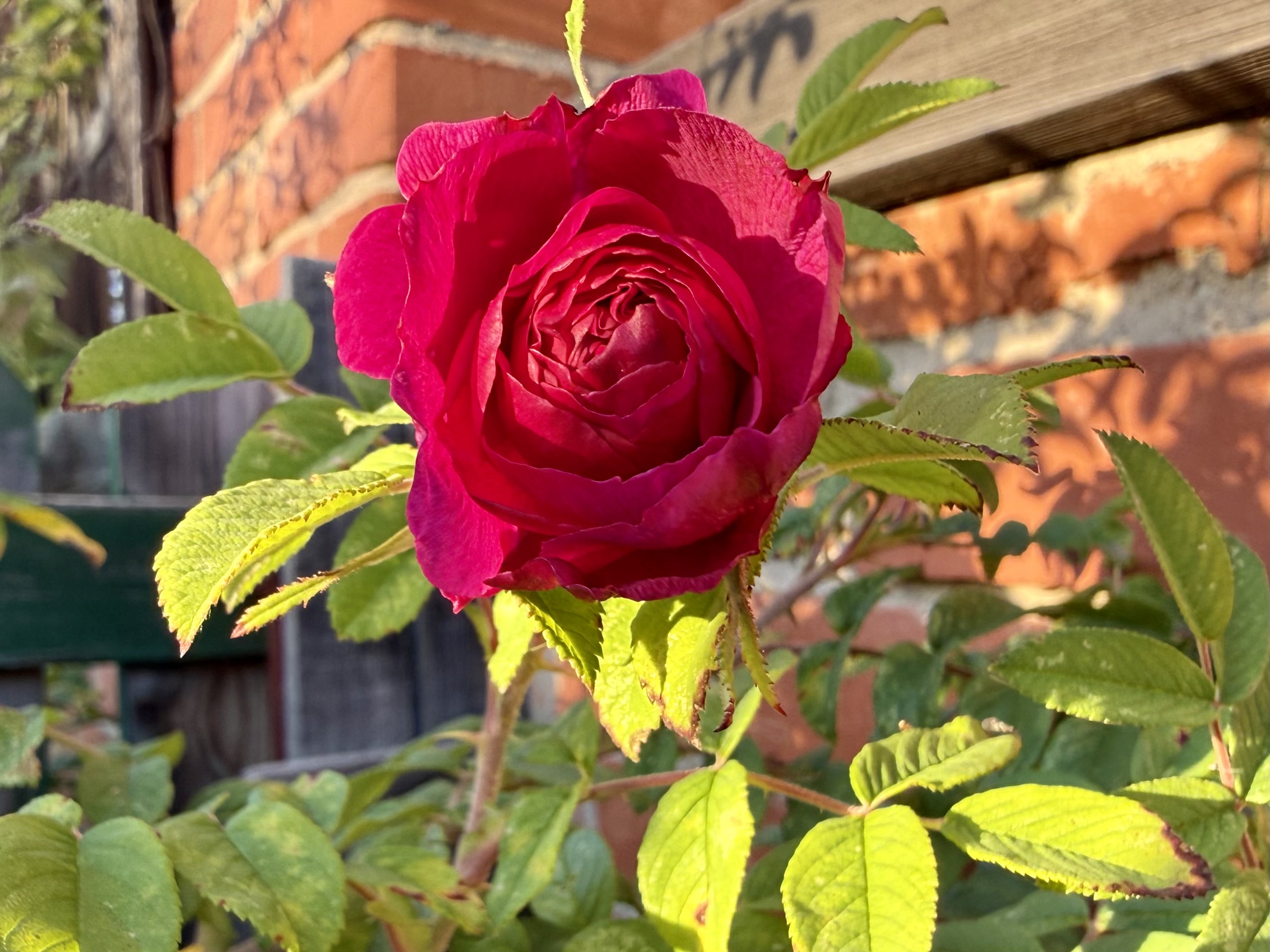 IMG_3702.jpeg