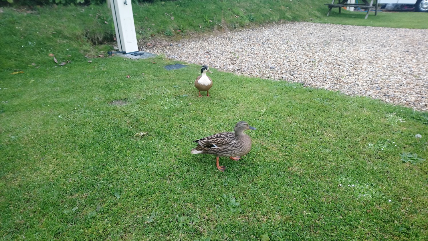 duckas.jpg