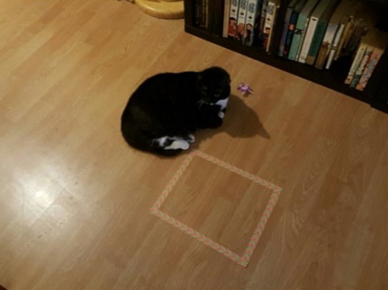 cat%20s.jpg