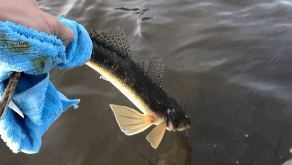 VideoToGif_GIF 5.GIF