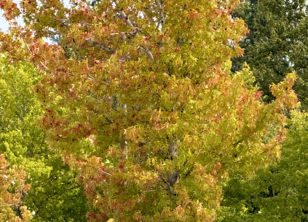 IMG_9087.jpg