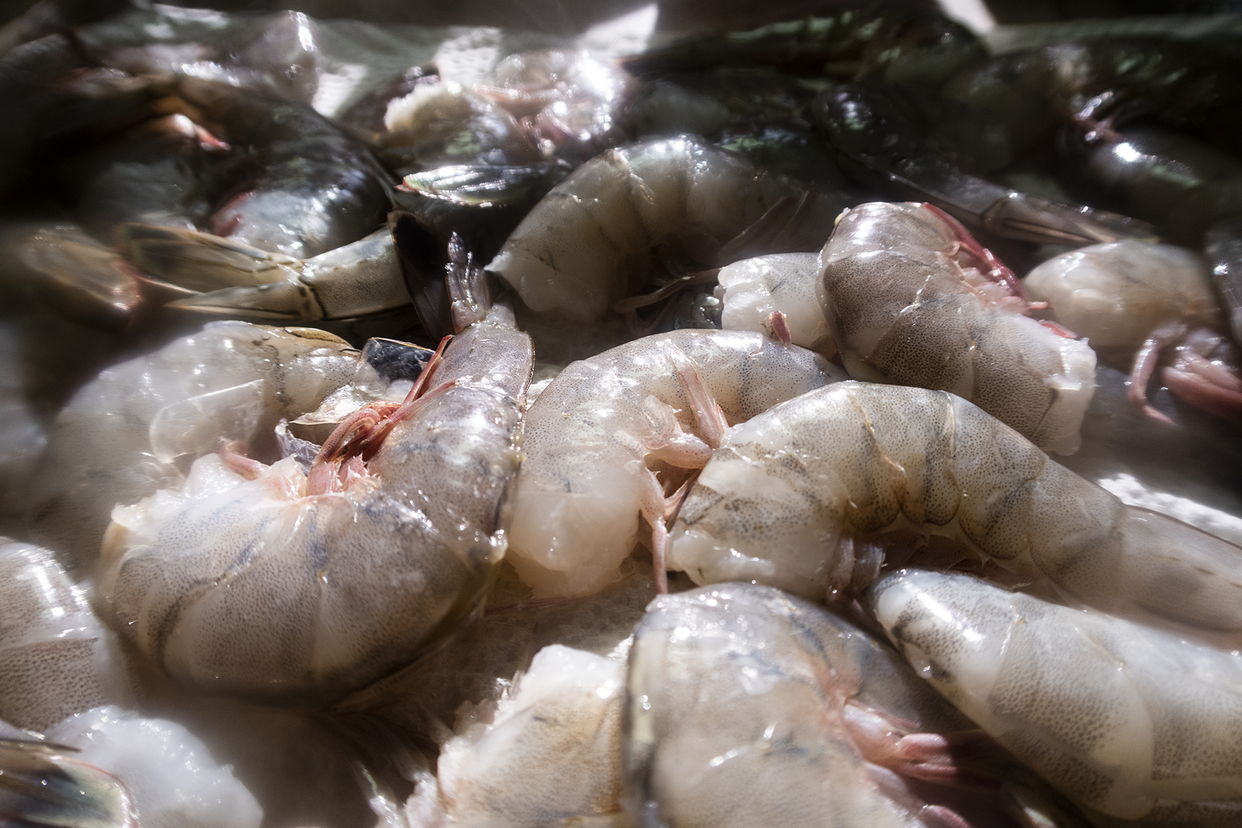 Shrimp_2.jpg