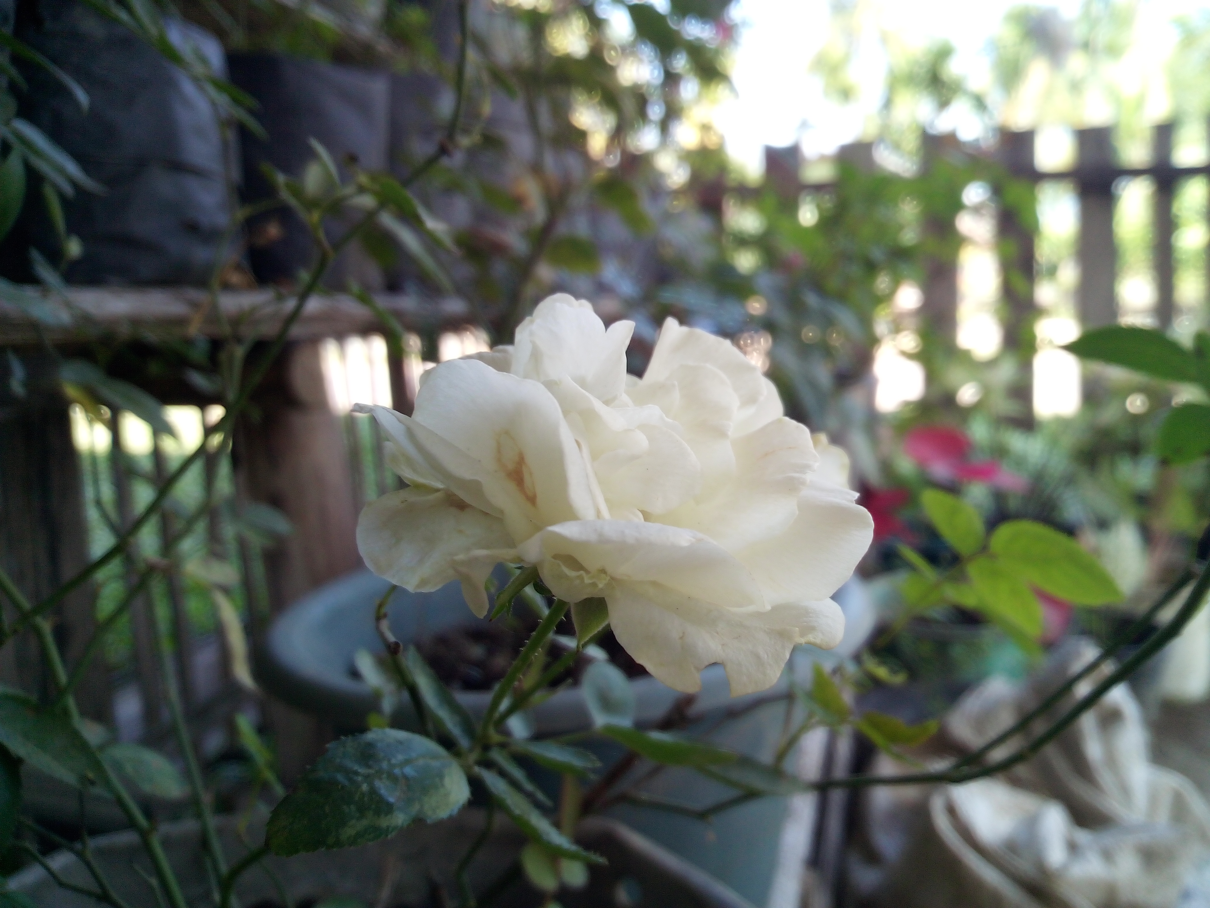 IMG_20211227_143810.jpg