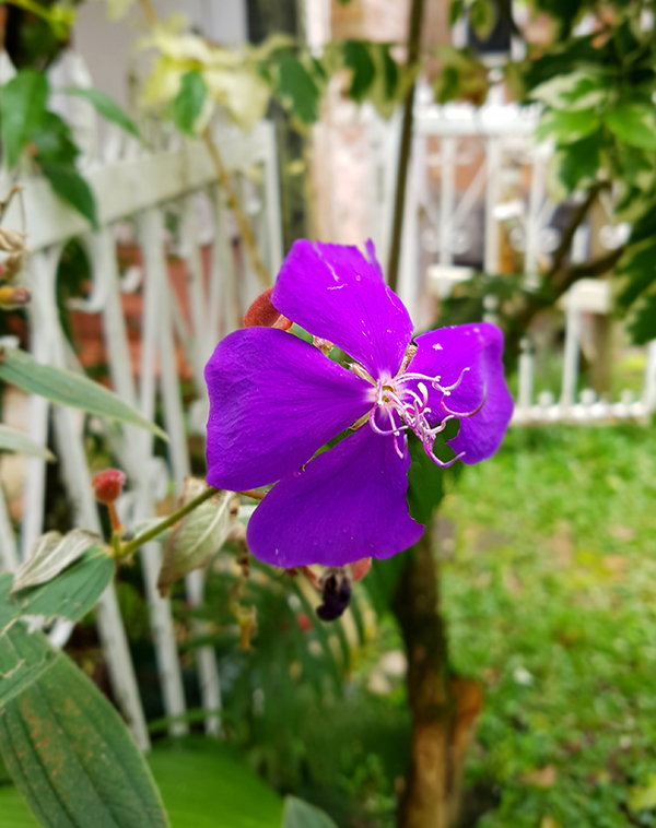 SH Flowers01.jpg