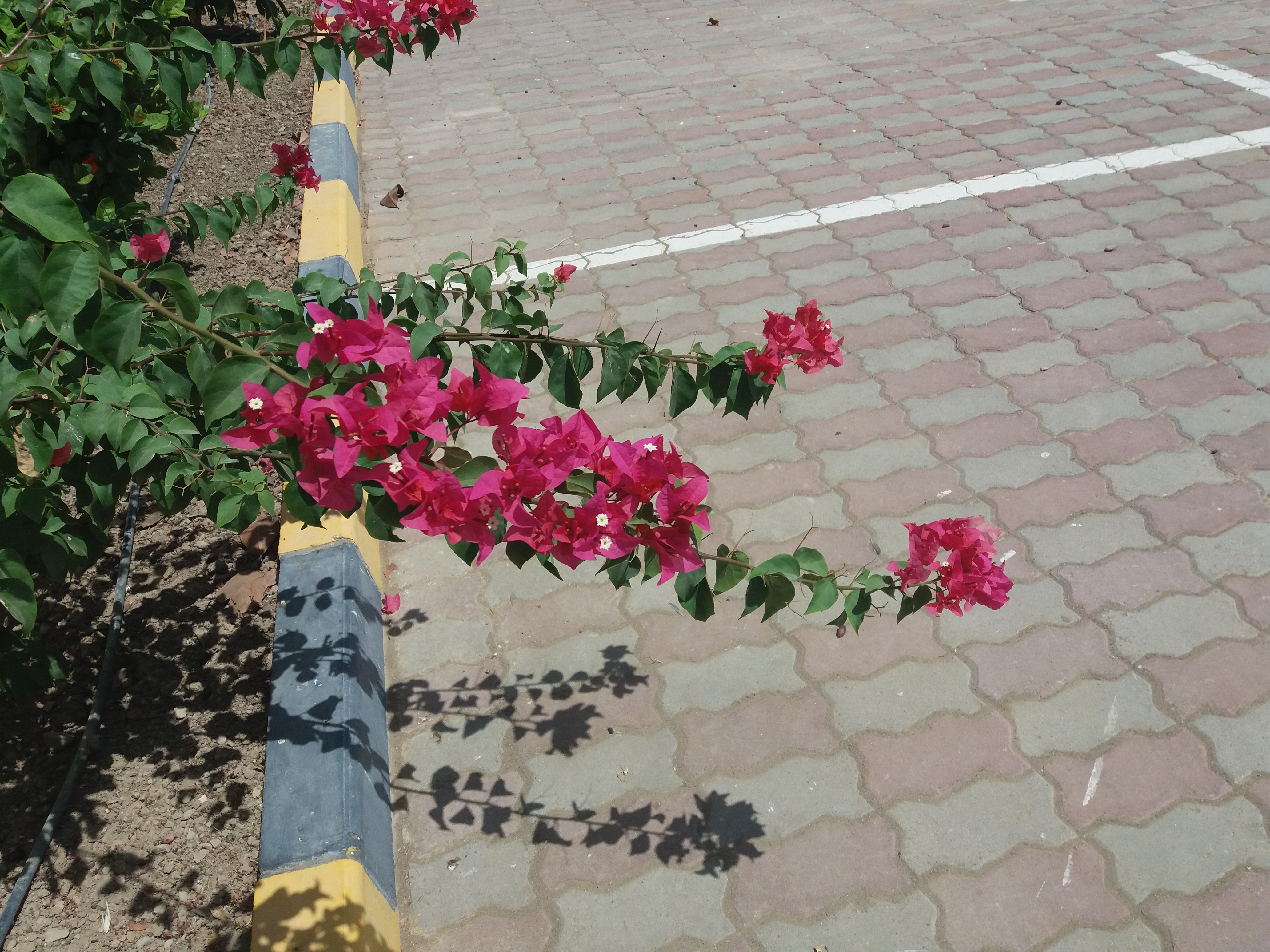 42830.jpg